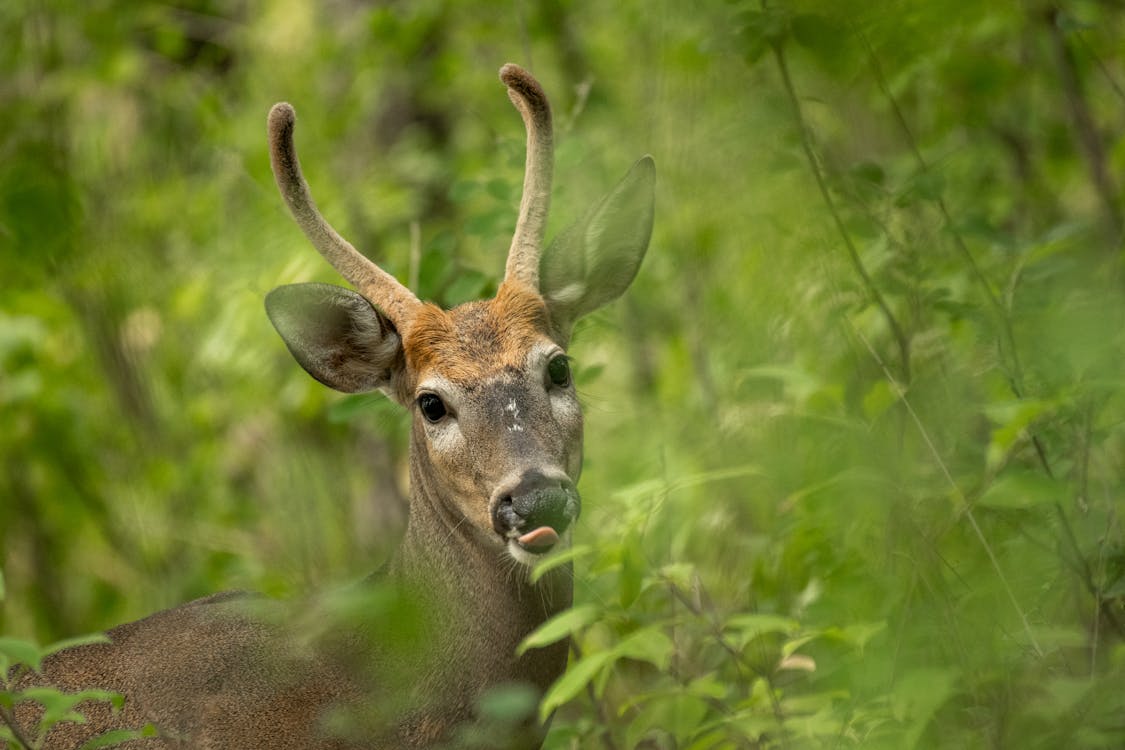 Satwa Dilindungi Berdasarkan UU No. 5 Tahun 1990